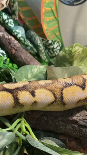 Vanilla Fire Pastel Sugar #snake #reptiles #ballpython