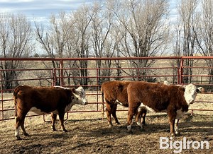 4) Hereford Bred Heifers (PCC Bulls) (BID PER HEAD) | Livestock