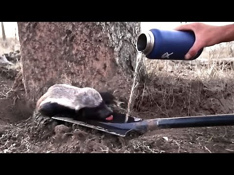 These Animals Choose to Ask People For Help As Last Resort...