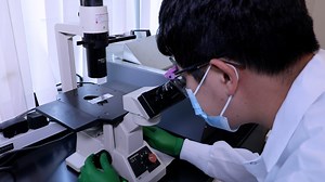 Precision Cut Lung Slices as an Efficient Tool for Ex vivo Pulmonary Vessel Structure and Contractility Studies