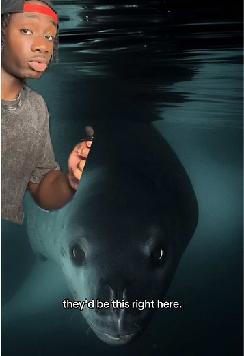Leopard Seal Encounters: Why I Love Seals but Avoid Swimming