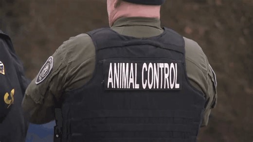 Dozens of animals removed from Bedford Township rescue amid neglect investigation