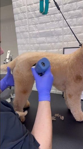 Testing out my new Andis clipper eMERGE with wide blades and loving the results! #doggroomingtips