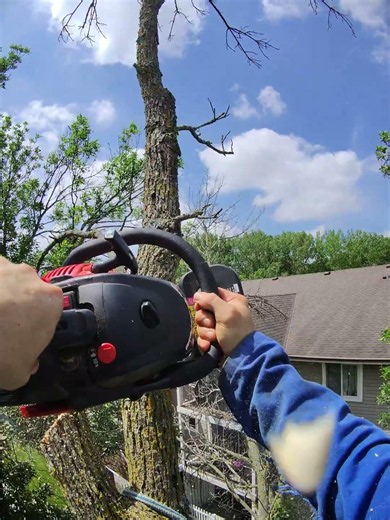 TREE TOP CANOPY #climb #learn #tree #diy