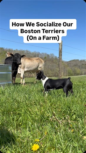 👉Save this if you’re raising a Boston (or planning to) We live rural. No busy sidewalks. No daily dog park trips. But socialization still matters. For us, it’s not about chaos or overwhelming exposure. It’s about building calm, confident dogs who can handle real life. That means: ✅ regular handling (paws, teeth, nails) ✅ short car rides, even if it’s just to the mailbox ✅ controlled exposure to kids, visitors, and other animals ✅ rewarding calm, neutral responses The goal isn’t hype…It’s steadi