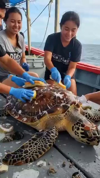 "Turtle Rescue and Deep Cleaning | Satisfying Ocean Save!" #animals #wildlife #wildliferescue