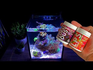 What do Corals eat? Feeding Coral in Reef Tank.