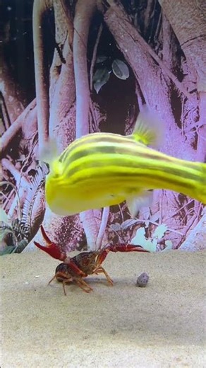 fish vs shrimp underwater battle mp4