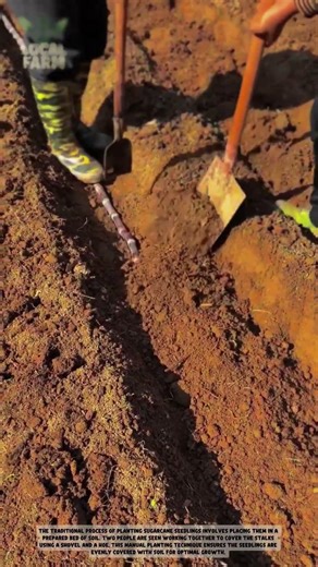 The Power of Manual Labor: Using a Traditional Narrow Shovel for Digging!