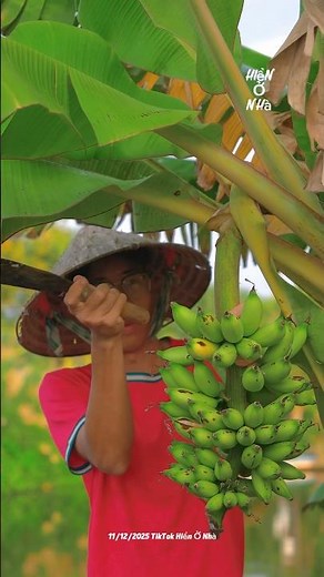 Chặt Buồng chuối chín #hienonha #food #fruit #shorts