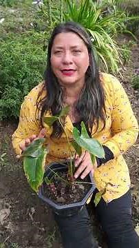 How to grow anthuriums with better leaves and stronger roots