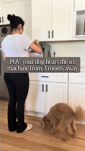 I really bought the ice machine for my doodle #dog #goldendoodle #dogvideo #cutedog
