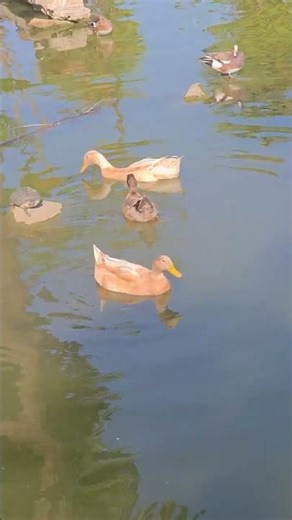 Turtle: Thank you, ducks, for visiting me.