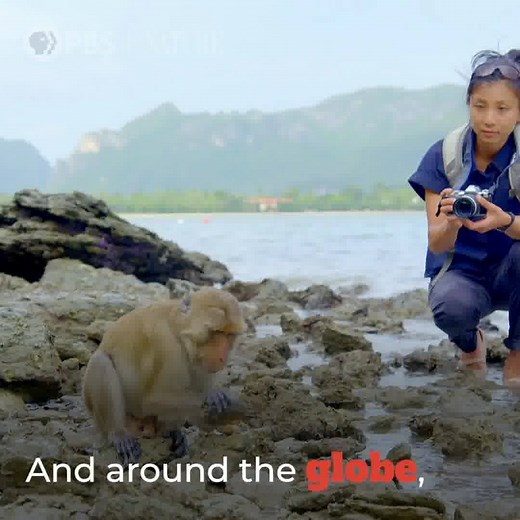 147K views · 1.4K reactions | More than half of the world’s primates are under threat. Meet the individuals making ground-breaking discoveries to safeguard their future. | Nature | PBS | Facebook