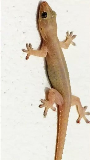 #gecko #nature #animals #wildlife #lizard