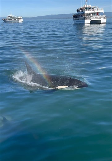 Another incredible day with Orcas. Warm weather, sunny, calm seas, and lots of wildlife right in front of our harbor in Moss Landing. The Killer Whales got our heart rates up by swimming over to us a few times. Book your private charter or group tour using link in bio. #orca #wildlife #ocean
