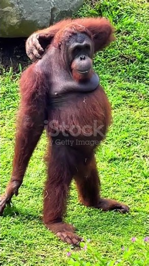 “Funny Orangutan Scratch! Back Itch at its enclosure!🦧😂” #cat #reeflife #wildlife