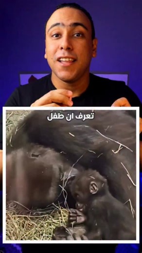‎Belal Elmahdy - بلال المهدي‎ on Instagram‎: "الغوريلا دلوع ماما 🦍"‎