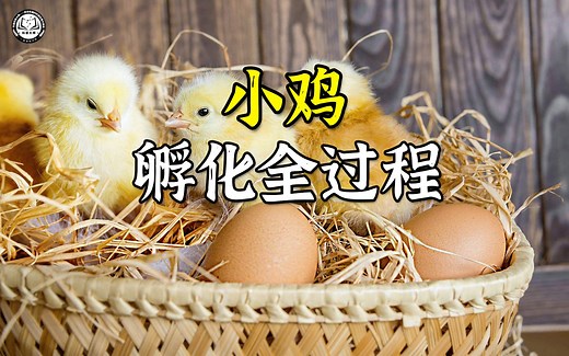 鸡蛋是如何孵化出小鸡的？2分钟带你了解，鸡蛋孵化小鸡的全过程