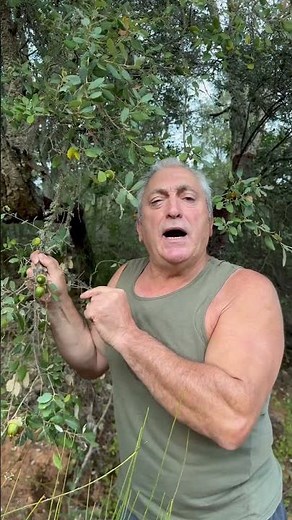 Top 3 trees that produce acorns 🌳🌰 Discover their benefits and interesting facts 🌳🌰