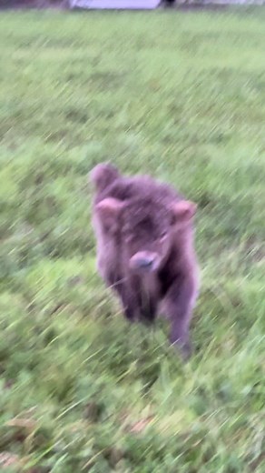 Fluffy Cows: Nathan's Full Send at the Humpty Knuckle Bump Farm