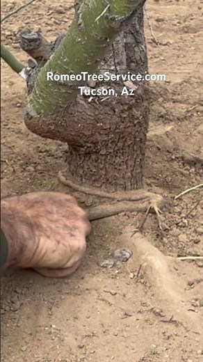Remove Girdling Roots ‪@ArboristAdvice‬