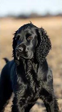 History of American Cocker Spaniel | #dogbreeds #doghistory #dogdocumentary