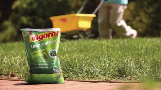 Best Lawn Fertilizer For Your Yard