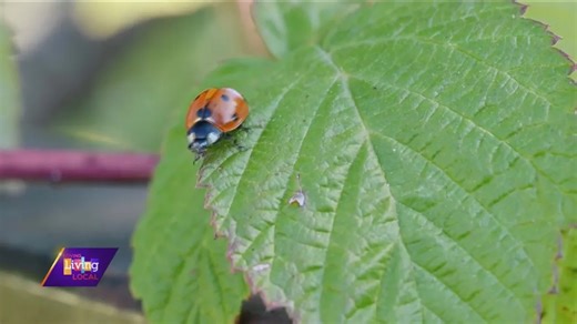 Everything to know about pesty insects | University of Illinois