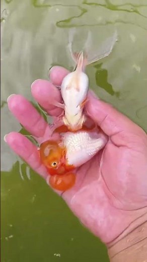 Come and experience the charm of water soaked goldfish! #fish #koi #aquarium