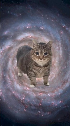 OIIA OIIA cat rave song #catmusic #catsofyoutube #cats