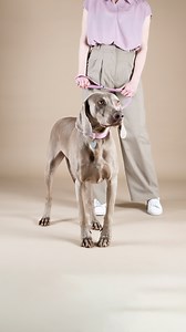 💖 Engraved makes it memorable! Everything becomes iconic with a MyFamily ID tag. Let your pet have a signature look: personalize yours for free on www.myfamily.it | MyFamily