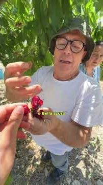 The best cherries in Italy, €5-6/kg, what do you think? 🍒 #sicily #dearfriends