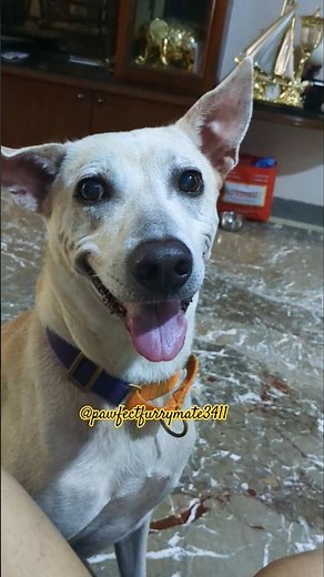 Pretending to hurt my puppy 😂 #funnyanimals #funnyshorts #youtubeshorts #bruno #shorts