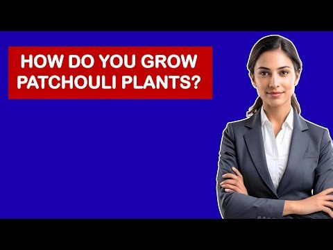 How Do You Grow Patchouli Plants?