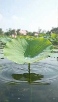 Lotus Life Cycle 🌱🌸 | From Seed to Beautiful Bloom | Amazing Flower Growth #Shorts