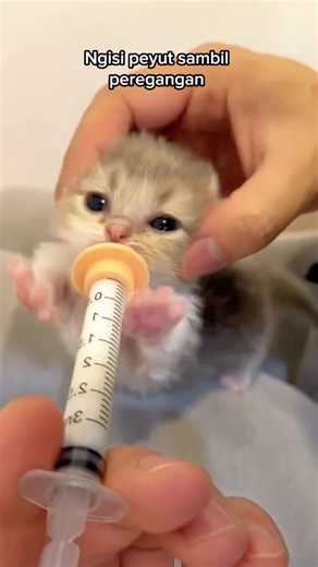 Kitten full of milk 🥰🥰 #cat #kitten #cutecat #catlover #petlover