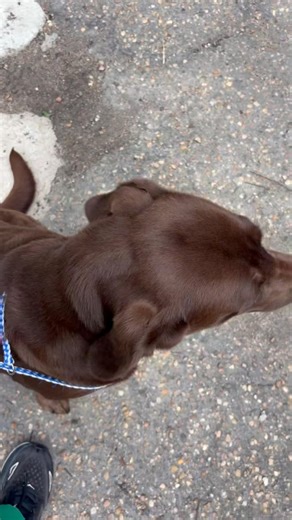 Ava is a three year old, 65 pound lab that was picked up as a stray by a shelter in AL. The shelter doesn’t get much traffic, so they took her to a vet for safe-keeping until we had room for her. Ava is as sweet as she is pretty, and is good with other dogs, and cats too. If you would like to foster to adopt her, please go to www.atlantalabrescue.com to fill out an application. Ava will be at the Adoption Day this Sunday, 7/13 from 1-3 at PetSmart in Buckhead - 3221 Peachtree Rd | Atlanta Lab Re