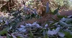 BeastMaster S03 - Ep06 Tiger Tiger HD Watch