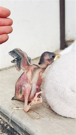 Here's what to do if you see a newborn baby bird who's fallen from his nest this summer ❤️ Our executive producer, Joanna, helped this little guy get back to his family! Special thanks to City Wildlife! For more information on fledglings and nestlings, visit: thedo.do/BabyBirds Keep up with City Wildlife on Instagram: thedo.do/dccitywildlife & TikTok: thedo.do/DCcitywildlife. | The Dodo