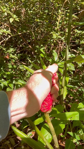 1.4M views · 20K reactions | Are you getting a freeze tonight?!? We don’t like freezes in north Florida, this one is early! I squeezed the shampoo Ginger for stress relief, it’s a great all natural shampoo but I don’t have any hair so I just use it to wash my hands. You can cover your plants with tarps and sheets if you want to protect your plants but I just let nature decide and only the strongest plants can make it here. | James Weston | Facebook