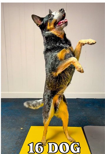 16 Fun Dog Tricks for Your Blue Heeler