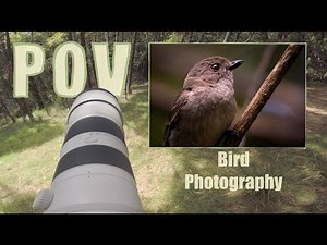 Bird Photography (Behind the Scenes) - Sony a7iii + 200-600mm