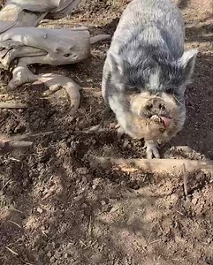 6.9K views · 260 reactions | It’s one of our most iconic pigs’...