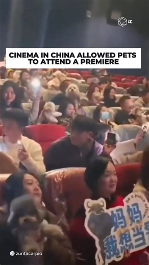 Cinema in China allowed pets attend a premier. #Zootopia2 #movies #cinema | Cultura Colectiva