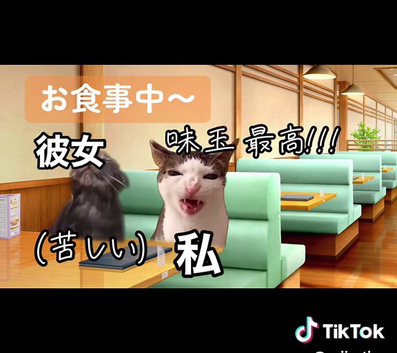 存在しない記憶 アオハル編 #猫ミーム #猫ミーム日常 #猫の日常 #猫 #青春