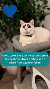 And how about this little patchwork-of-art? With expression like that, you'll definitely make smarter choices when Squid is around... See more of him @squidy.cat Visit our YouTube channel for the full story: https://www.youtube.com/watch?v=IoYWztmVk7A #almostwhitecat #adoptedpet #adoptedcat #dappercat #gentlemancat #funnycat #quirkycat | Cats And Kittens