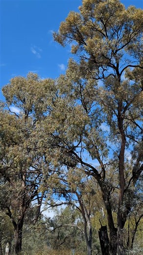 Beautiful wildlife sounds around Mildura😂 | Mark Humphrey