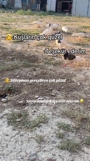 Süleyman çelebi TikTok'ta