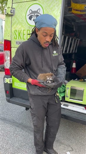 The Cutest Rescue You’ll See Today, Baby Raccoons! Skedaddle Maryland